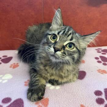 Domestic Medium Hair Cats Available for Adoption in Rochester, Minnesota - Violet | PetCurious