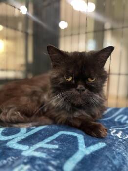Reginald -  Persian Cat for Adoption in Jackson, Michigan - Reginald | PetCurious