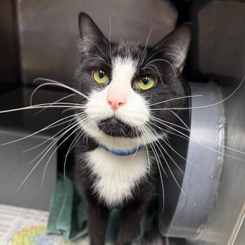 Ozzie -  Domestic Short Hair Cat for Adoption in Chicago, Illinois - Ozzie | PetCurious