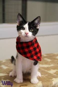 Willy -  Domestic Short Hair Cat for Adoption in Vinton, Iowa - Willy | PetCurious