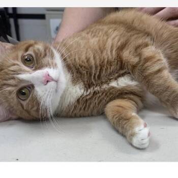 Felix -  Domestic Short Hair Cat for Adoption in South Riding, Virginia - Felix | PetCurious