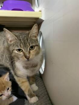 Domestic Short Hair Cats Available for Adoption in Chester, South Carolina - BABY GIRL | PetCurious
