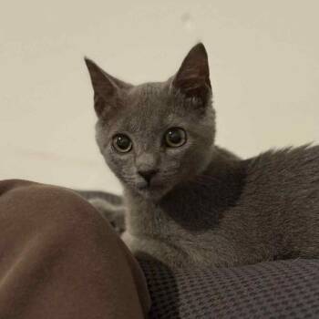Rescue Domestic Short Hair Cats for Adoption in Little Mountain, South Carolina - Smokey Azul | PetCurious