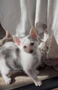 Leo -  Domestic Short Hair Cat for Adoption in Lancaster, California - Leo | PetCurious