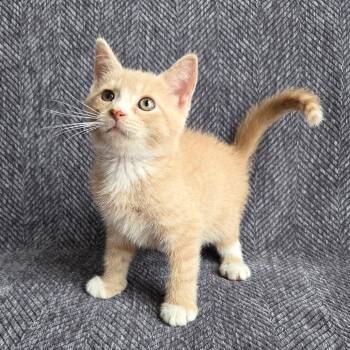 Dune -  Domestic Short Hair Cat for Adoption in Baltimore, Maryland - Dune | PetCurious