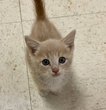 Patch -  Domestic Short Hair Cat for Adoption in Monson, Massachusetts - Patch | PetCurious