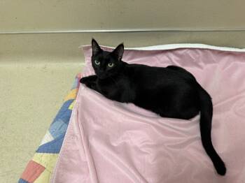 Rescue Domestic Short Hair Cats for Adoption in Quincy, California - Mystery 25-144 | PetCurious