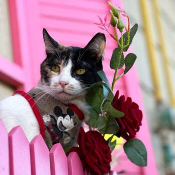 Domestic Short Hair Cats Available for Adoption - Lucy | PetCurious