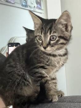 BECKY -  Domestic Short Hair Cat for Adoption in Charlotte, North Carolina - BECKY | PetCurious