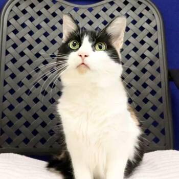 Darla -  Domestic Short Hair Cat for Adoption in Midland, Texas - Darla | PetCurious
