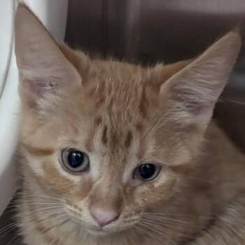Dragonfly -  Domestic Short Hair Cat for Adoption in Allegan, Michigan - Dragonfly | PetCurious
