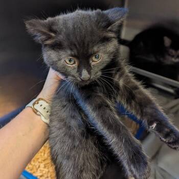 Froyo -  Domestic Medium Hair Cat for Adoption in Bristol, Indiana - Froyo | PetCurious