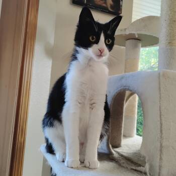 Rescue Domestic Short Hair Cats for Adoption in Springfield, Oregon - Amelia | PetCurious