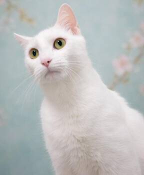 Domestic Short Hair Cats Available for Adoption - Tiffany | PetCurious