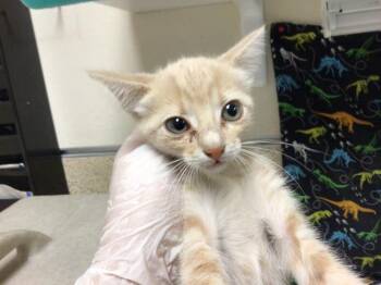 RUM -  Domestic Short Hair Cat for Adoption in Riverside, California - RUM | PetCurious