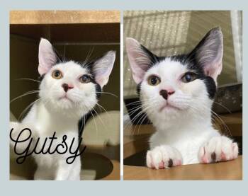 Rescue Domestic Short Hair Cats for Adoption in Pierceton, Indiana - Gutsy | PetCurious