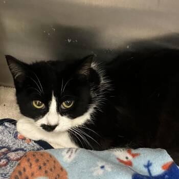 Domestic Short Hair Cats Available for Adoption - Endora | PetCurious