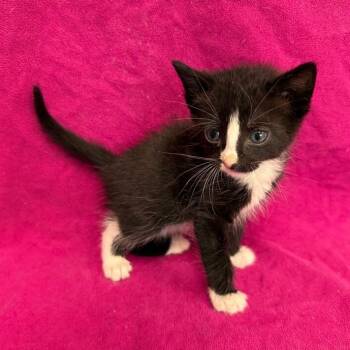 Rescue Domestic Short Hair Cats for Adoption in San Antonio, Texas - Ninja Mittens | PetCurious