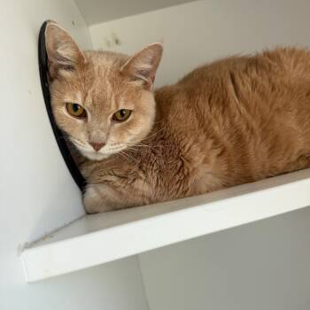 Rescue Munchkin and Domestic Short Hair Cats for Adoption in Port Richey, Florida - Clove | PetCurious