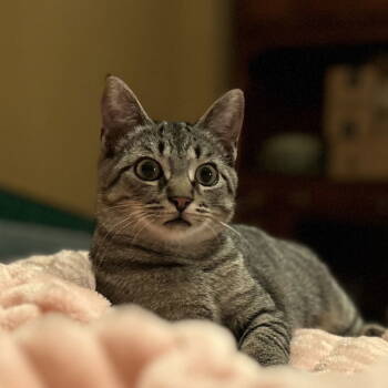 Rescue Domestic Short Hair Cats for Adoption in Fishers, Indiana - Cinza | PetCurious