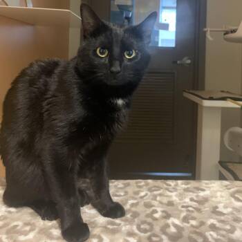 Noir -  Domestic Short Hair Cat for Adoption in Baltimore, Maryland - Noir | PetCurious