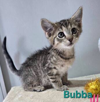 Rescue Domestic Short Hair Cats for Adoption in Kell, Illinois - Bubba | PetCurious