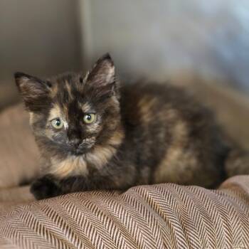 Allie -  Domestic Short Hair Cat for Adoption in West Palm Beach, Florida - Allie | PetCurious