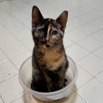 Marie -  Domestic Short Hair Cat for Adoption in Monroe, Michigan - Marie | PetCurious