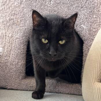 Jasper -  Domestic Short Hair Cat for Adoption in Chicago, Illinois - Jasper | PetCurious