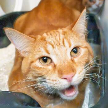 Cupcake -  Domestic Short Hair Cat for Adoption in South Elgin, Illinois - Cupcake | PetCurious