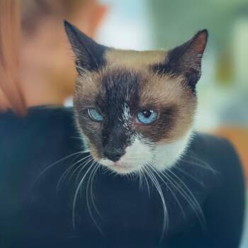 Dolly -  Siamese and Snowshoe Cat for Adoption in Chapel Hill, North Carolina - Dolly | PetCurious
