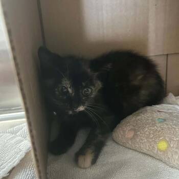 Aqua -  Domestic Short Hair Cat for Adoption in West Olive, Michigan - Aqua | PetCurious
