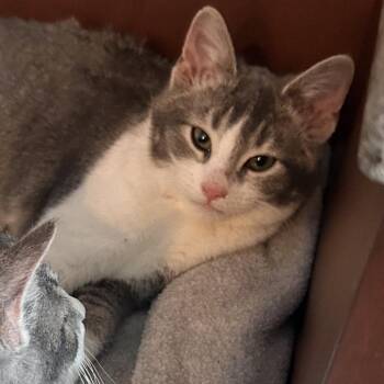 Domestic Short Hair Cats Available for Adoption - Ivy (k2026) | PetCurious