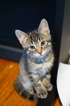 Rescue Domestic Short Hair Cats for Adoption in Owatonna, Minnesota - Rocky | PetCurious