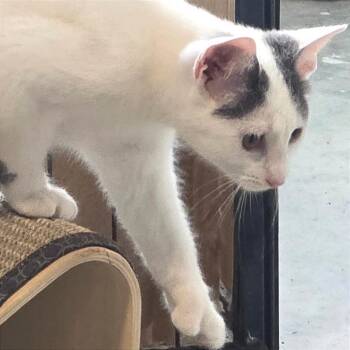 Pearl -  Domestic Short Hair Cat for Adoption in Traverse City, Michigan - Pearl | PetCurious