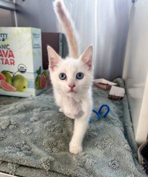 Phoenix -  Siamese and Domestic Short Hair Cat for Adoption in Westland, Michigan - Phoenix | PetCurious