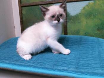 Domestic Short Hair Cats Available for Adoption in Houston, Texas - DINOSAUR | PetCurious