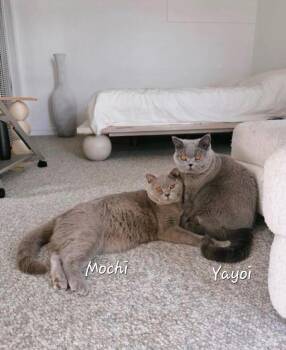 Yayoi -  British Shorthair Cat Available for Adoption in Redondo Beach, California - Yayoi | PetCurious