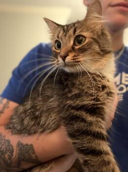 Whimsy -  Domestic Medium Hair Cat for Adoption in Felton, Pennsylvania - Whimsy | PetCurious