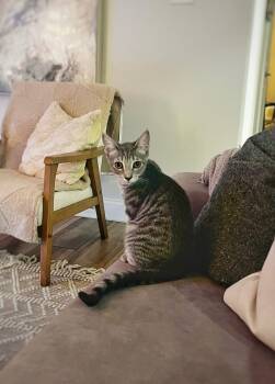 Rescue Domestic Short Hair Cats for Adoption in Mokena, Illinois - Nesta | PetCurious