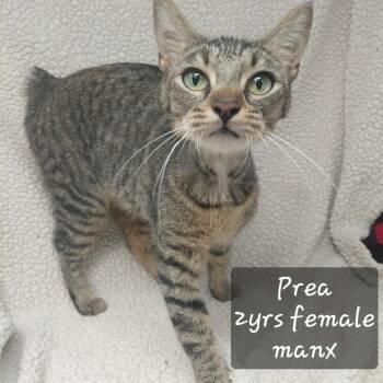 Prea -  Domestic Short Hair Cat for Adoption in New Tazewell, Tennessee - Prea | PetCurious