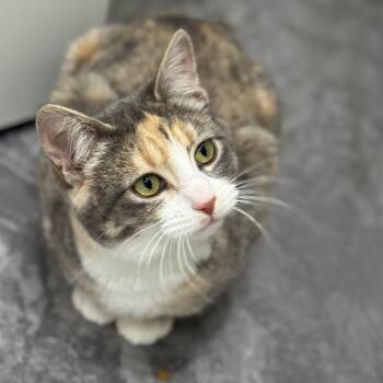 Domestic Short Hair Cats Available for Adoption - Miss Meowy | PetCurious