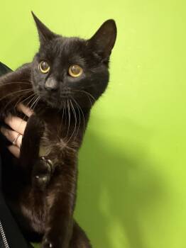 Domestic Short Hair Cats Available for Adoption in Delson, Quebec - Basilic | PetCurious
