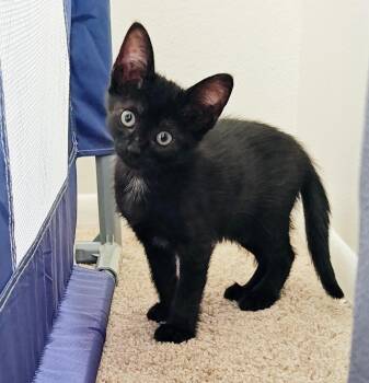 Rescue Domestic Short Hair Cats for Adoption in Lake Monroe, Florida - Sakura | PetCurious