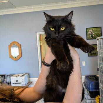 Domestic Medium Hair Cats Available for Adoption - Coraline | PetCurious