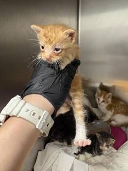 Money -  Domestic Short Hair Cat for Adoption in Sevierville, Tennessee - Money | PetCurious