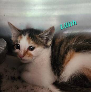 Lilith -  Domestic Short Hair Cat for Adoption in Cambridge, Maryland - Lilith | PetCurious