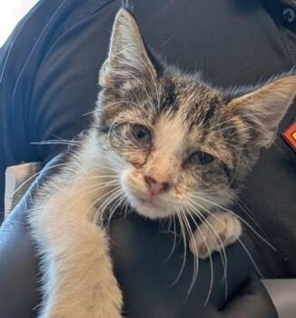 San Diego -  Domestic Medium Hair Cat for Adoption in El Paso, Texas - San Diego | PetCurious