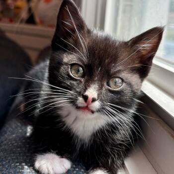 Eggs (bonded with Soup) -  Domestic Short Hair Cat for Adoption in Reisterstown, Maryland - Eggs (bonded With Soup) | PetCurious