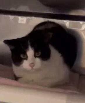 Domestic Short Hair Cats Available for Adoption - Pembina | PetCurious